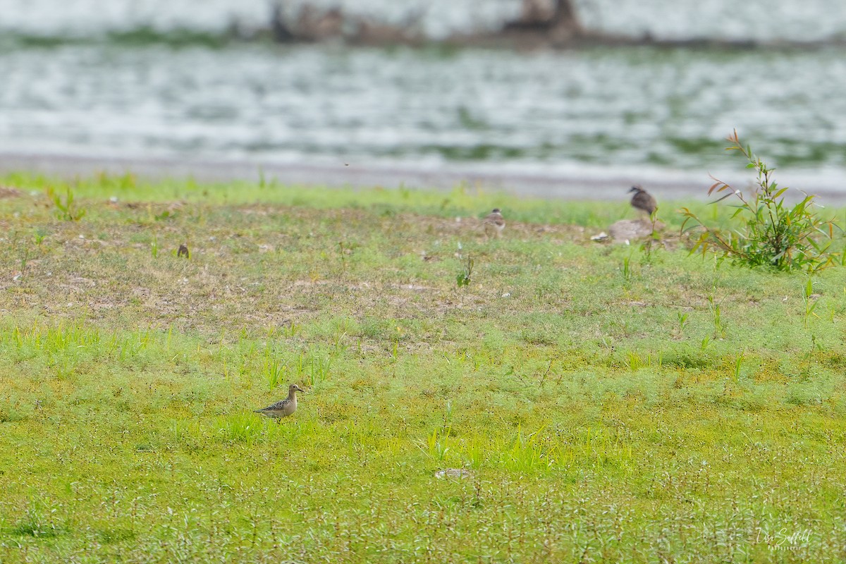 Buff-breasted Sandpiper - ML623648888