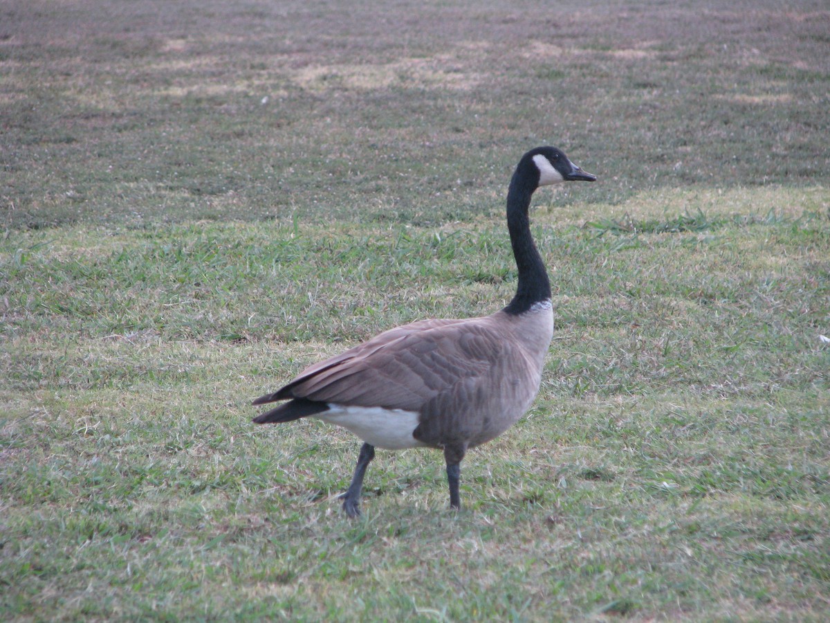 Canada Goose - ML623648898