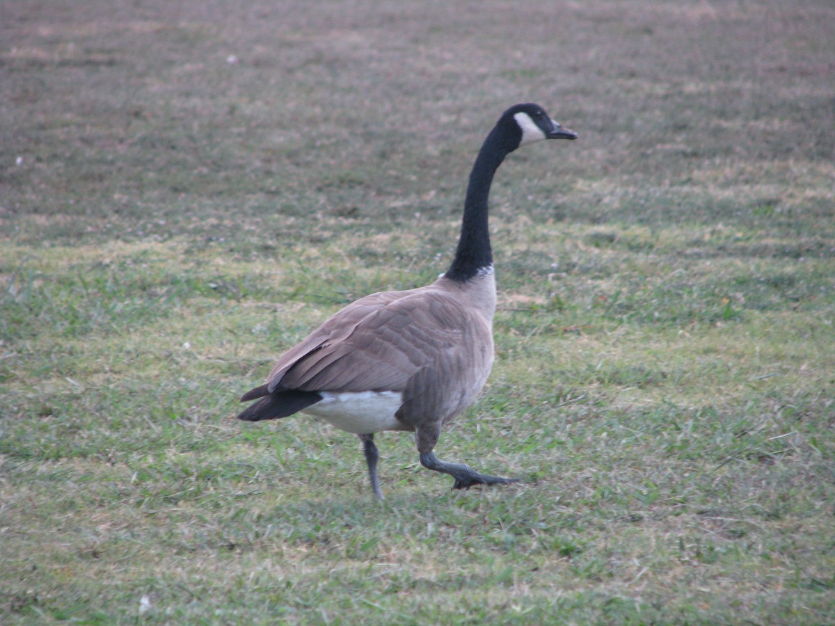 Canada Goose - ML623648899