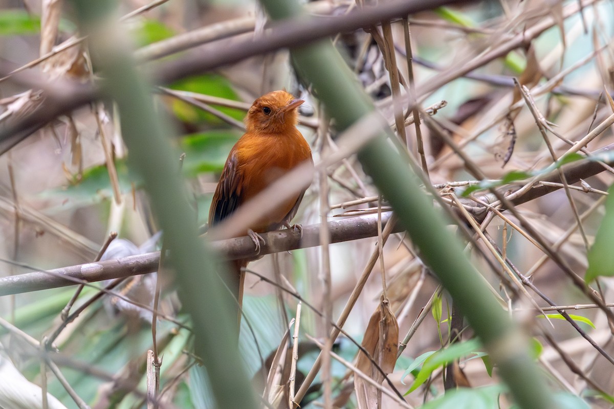 Rufous Twistwing - ML623648943
