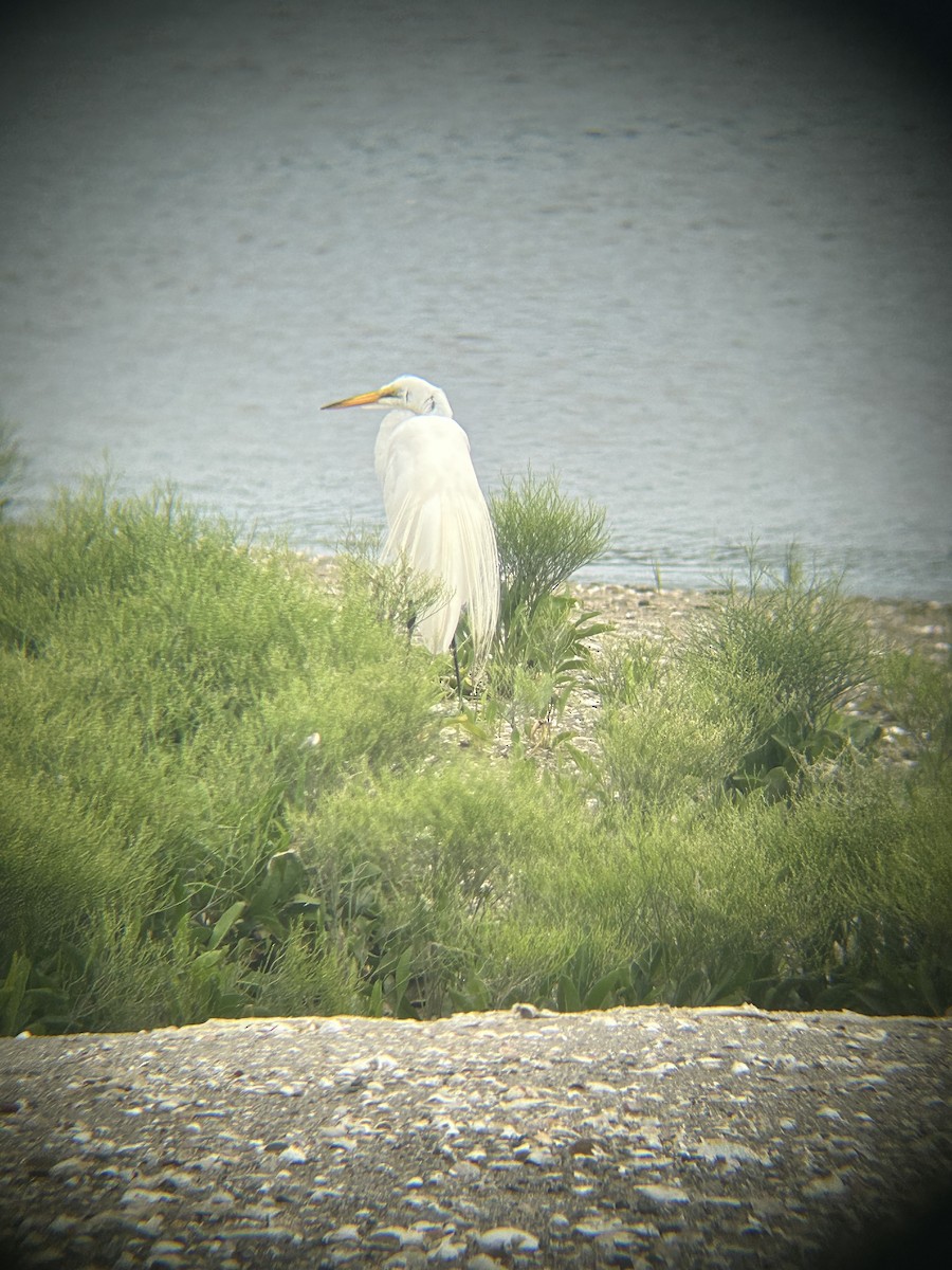 Great Egret - ML623648990