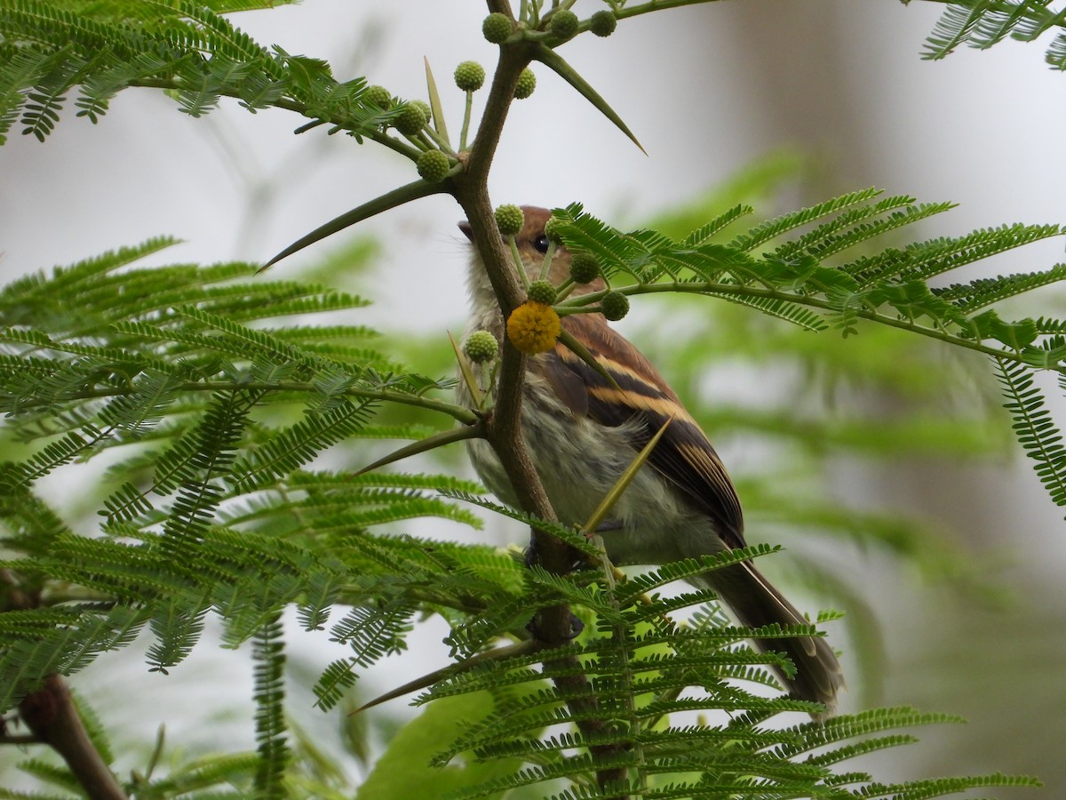 Bran-colored Flycatcher - ML623649007