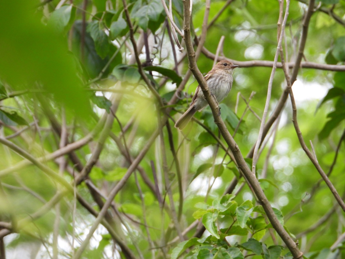 Bran-colored Flycatcher - ML623649011