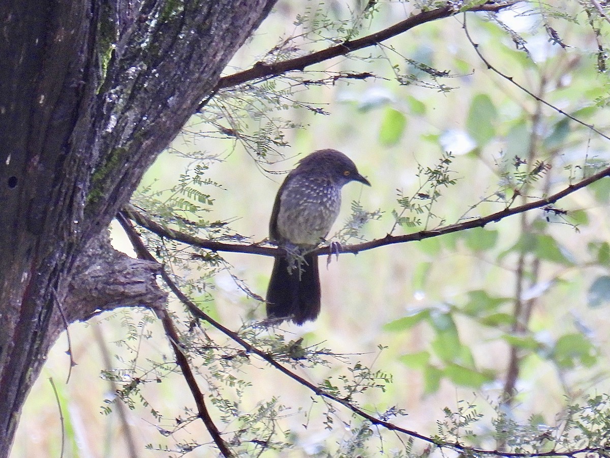 Arrow-marked Babbler - Jeanne Tucker