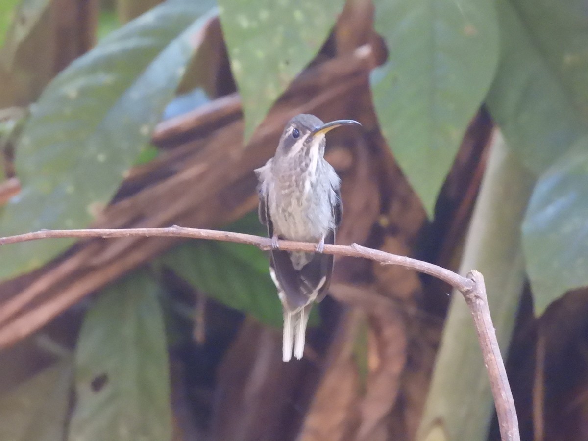 White-bearded Hermit - ML623649032