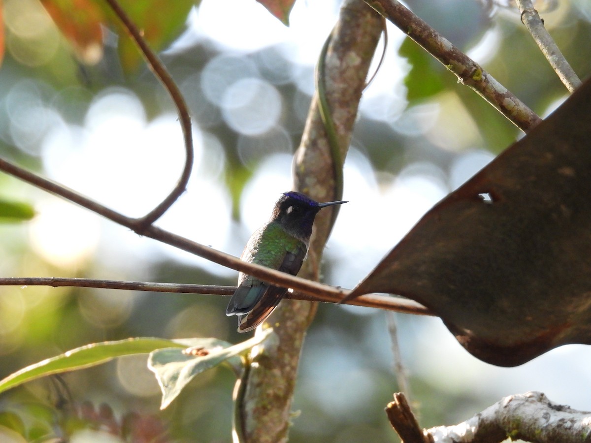 Colibrí Cabeciazul - ML623649049