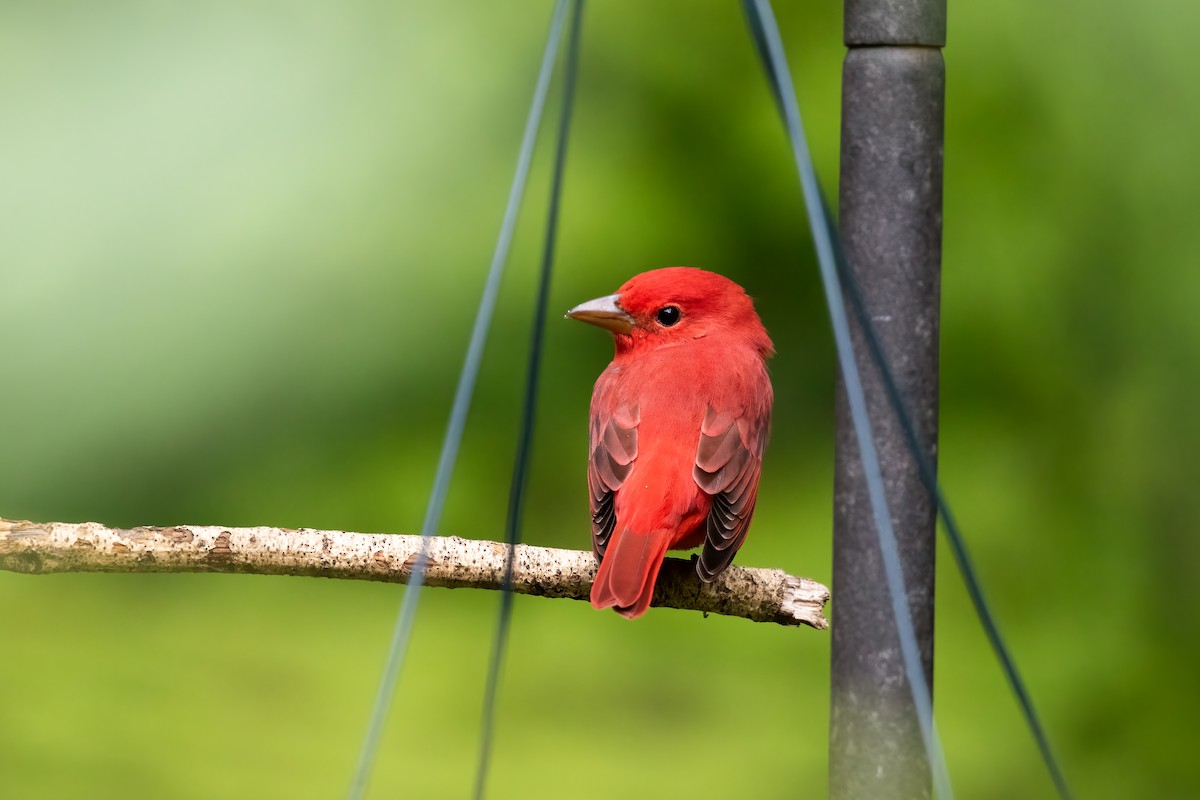 Summer Tanager - ML623649119