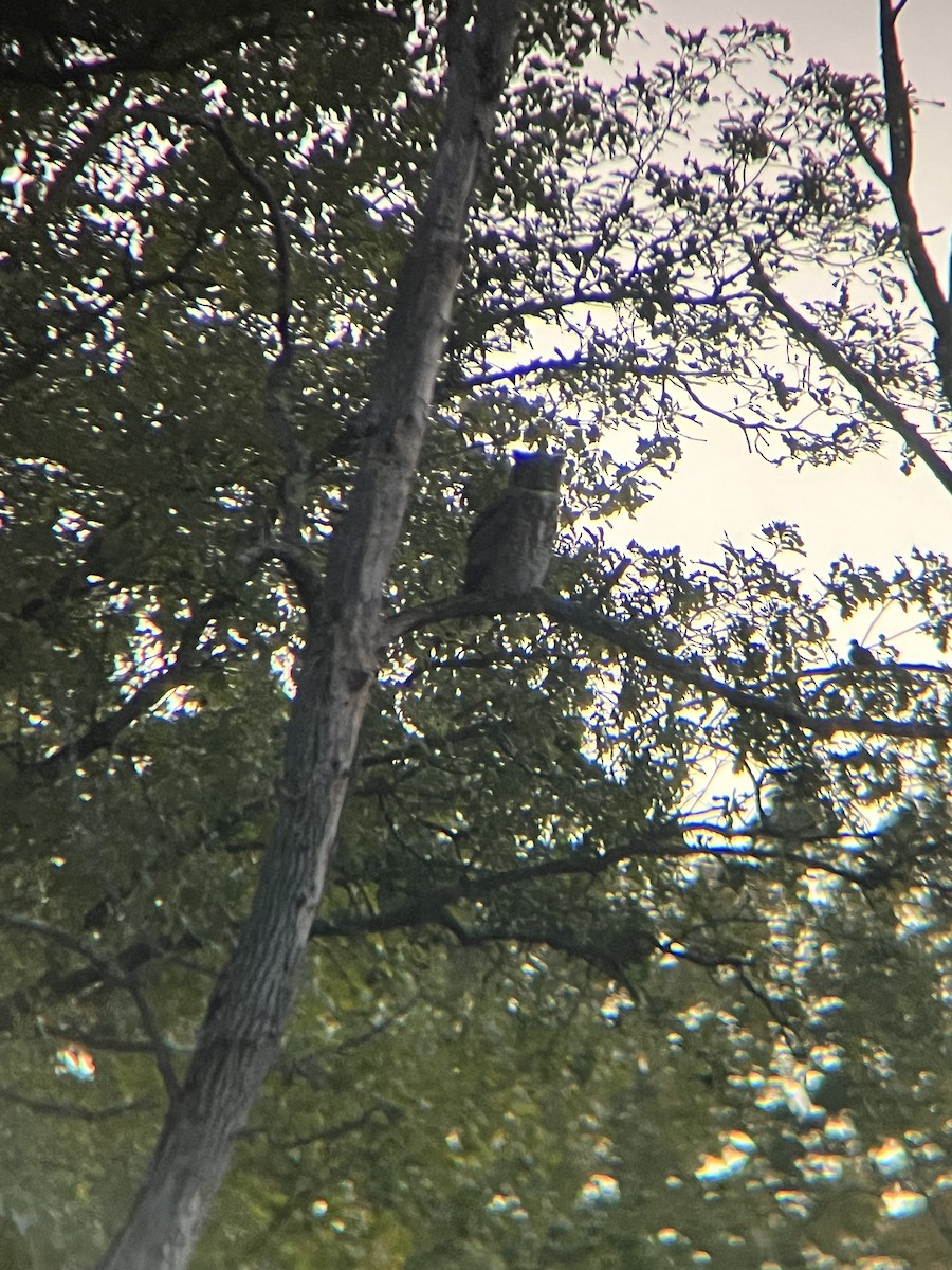 Great Horned Owl - ML623649131