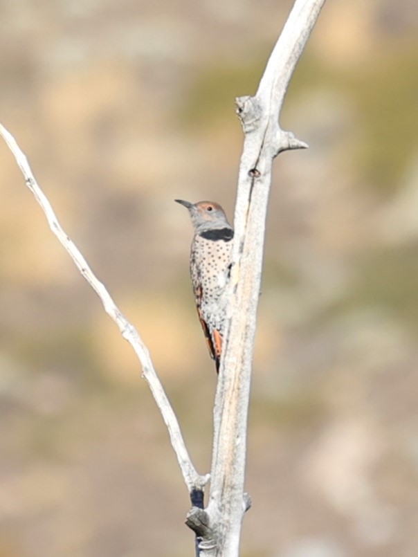 Northern Flicker - Gail DeLalla