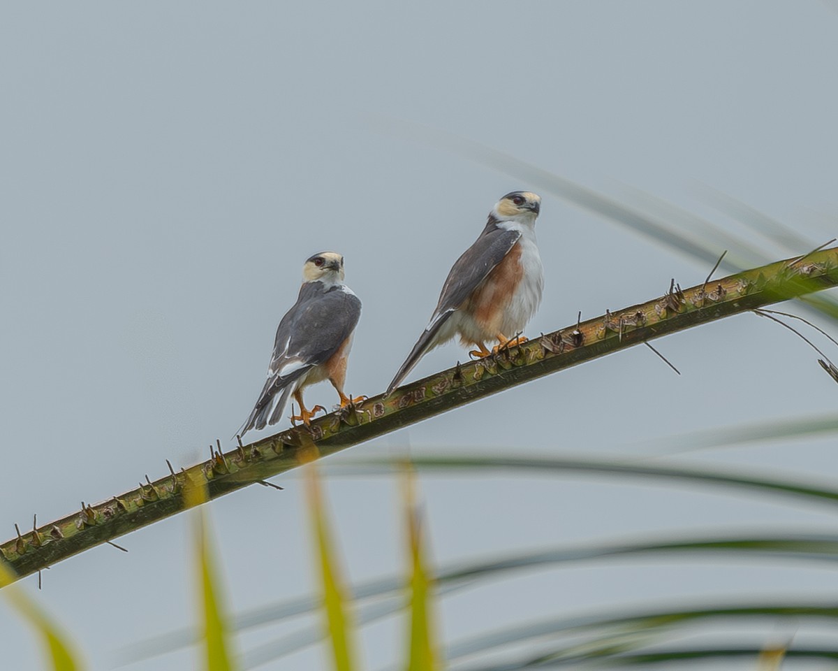 Pearl Kite - ML623649247