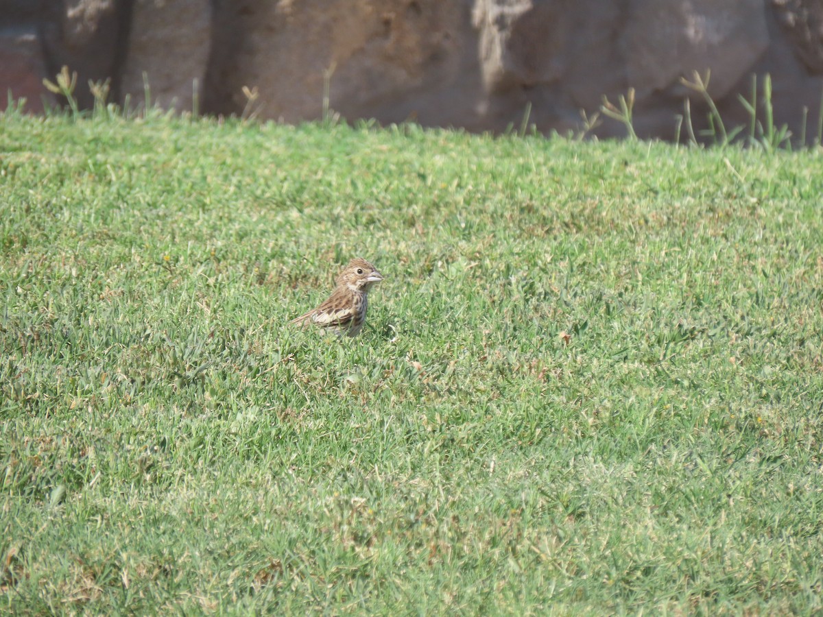 Lark Bunting - Kenneth Bader