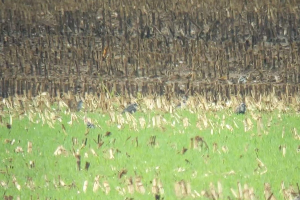 American Golden-Plover - ML623649332