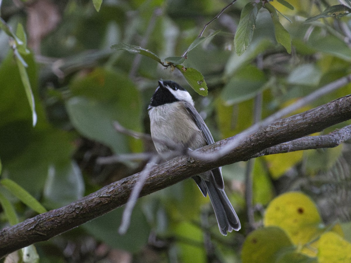 Carolina Chickadee - ML623649347