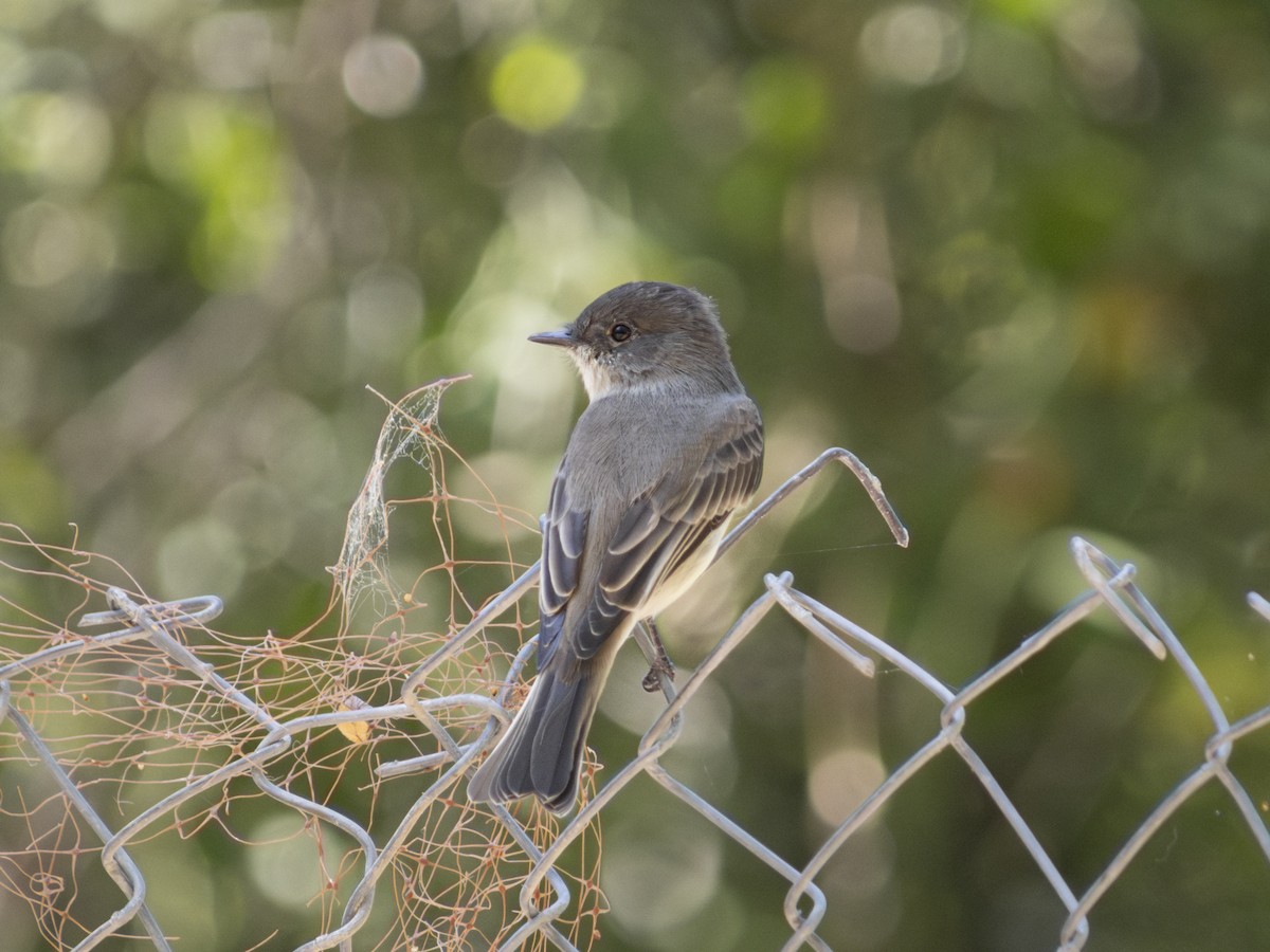 Eastern Phoebe - ML623649353