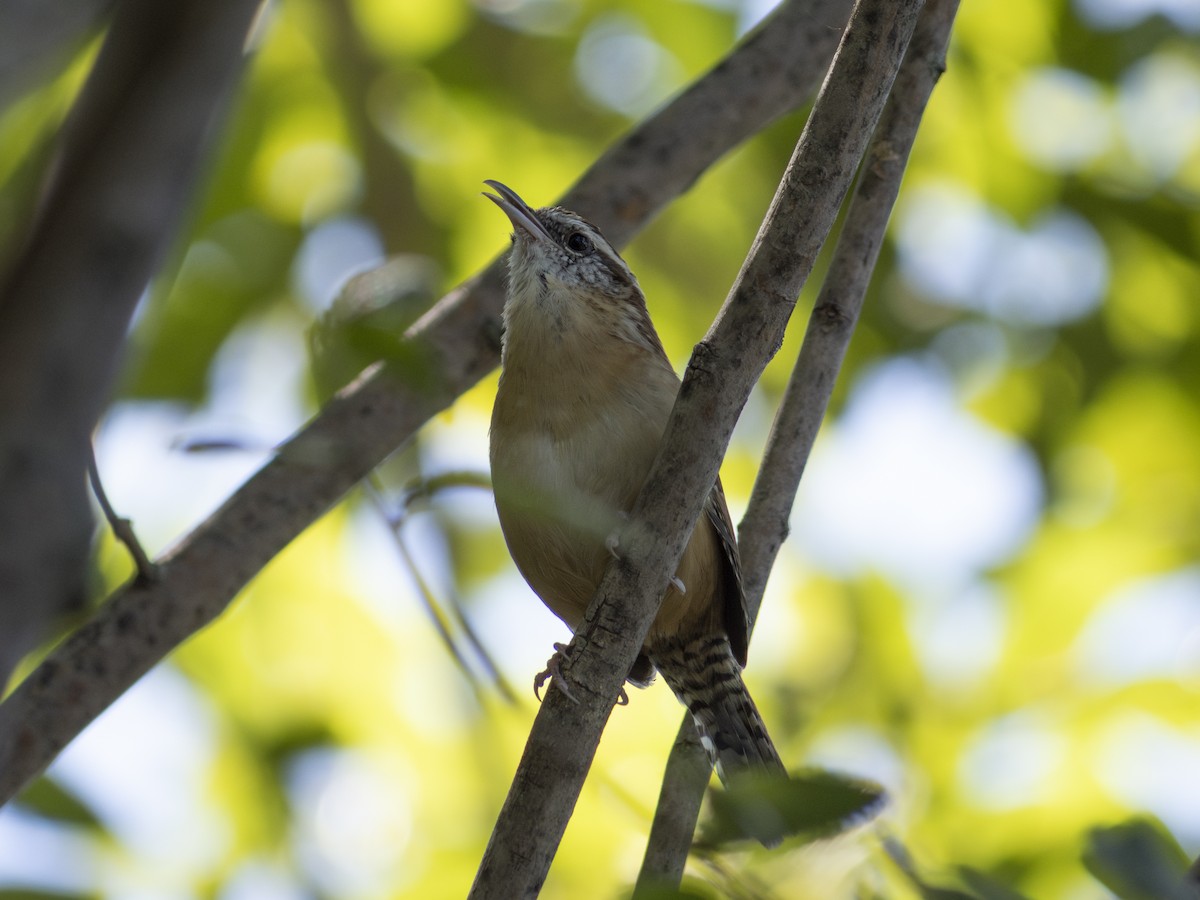 Carolina Wren - ML623649364