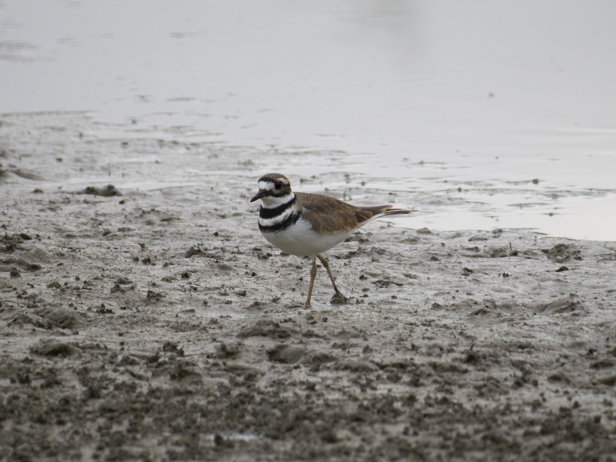 Killdeer - ML623649388