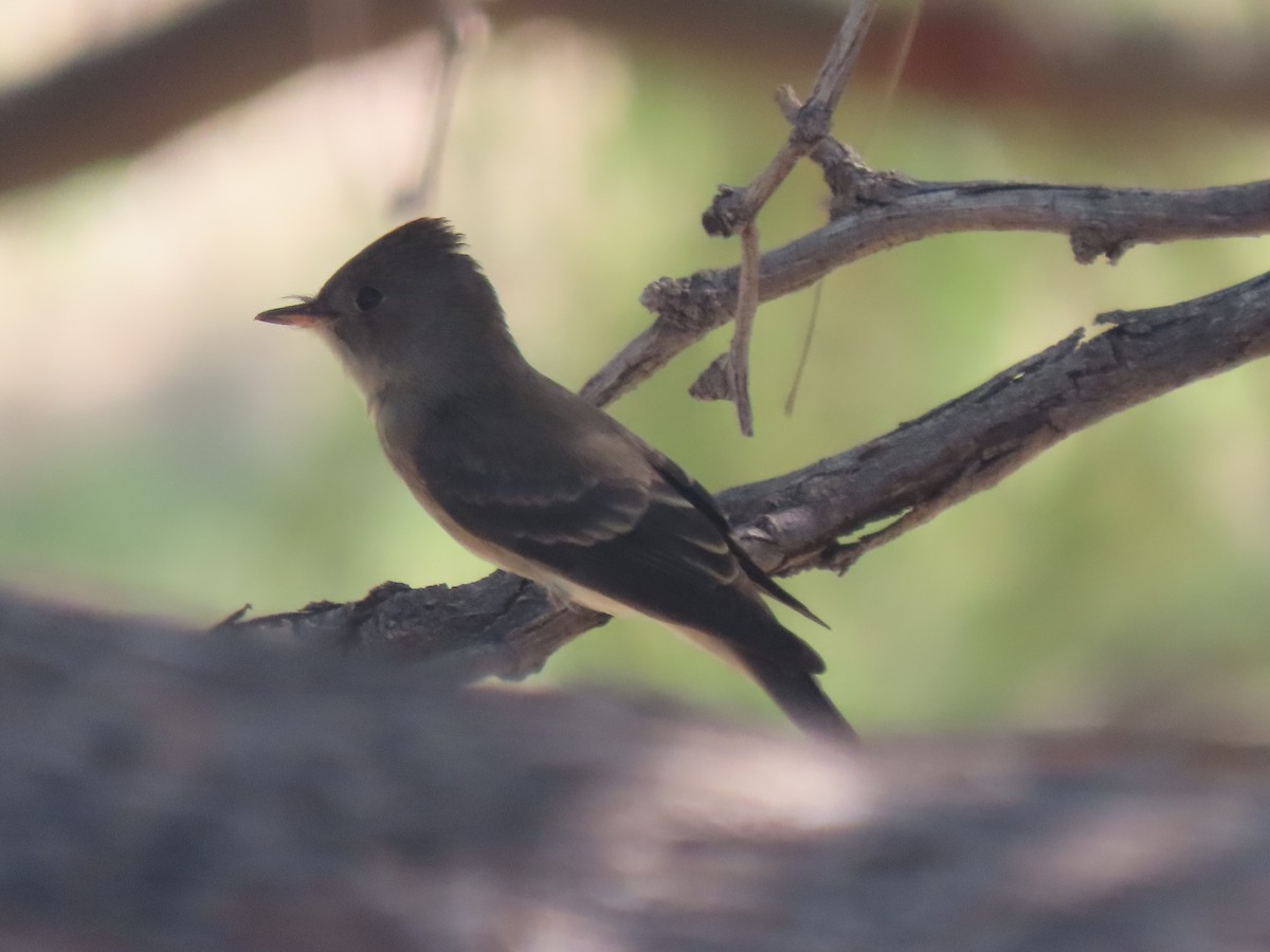 Western Wood-Pewee - Kenneth Bader