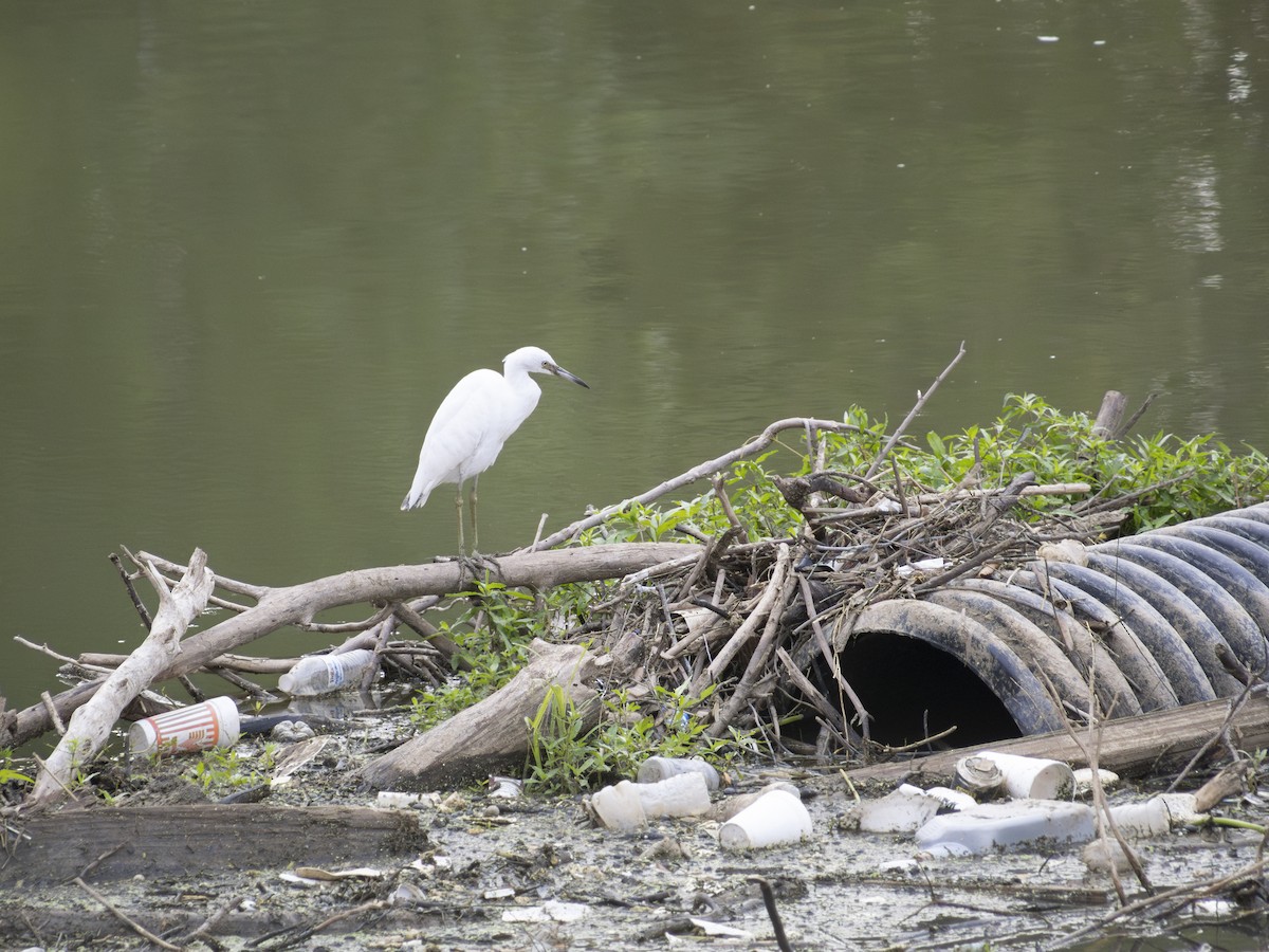 Little Blue Heron - ML623649393