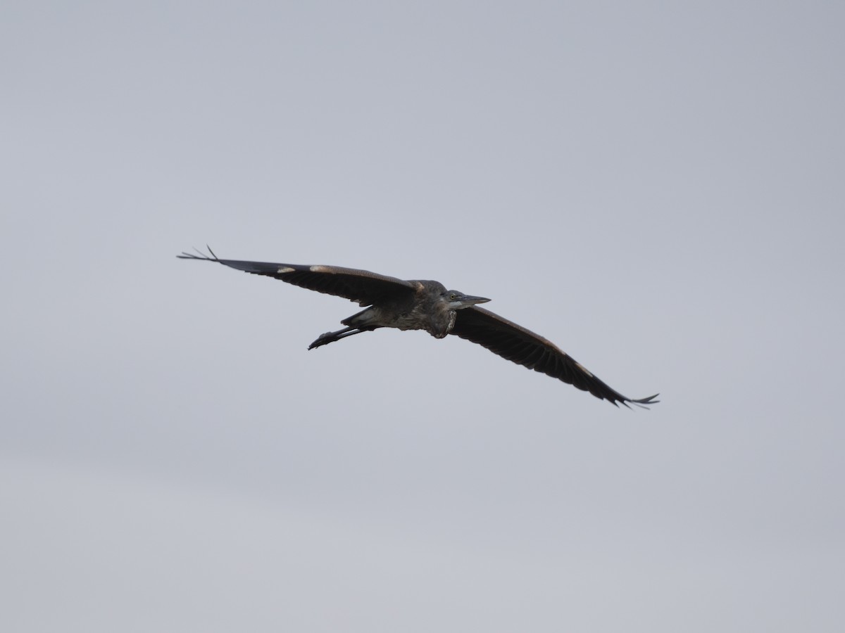 Great Blue Heron - ML623649397