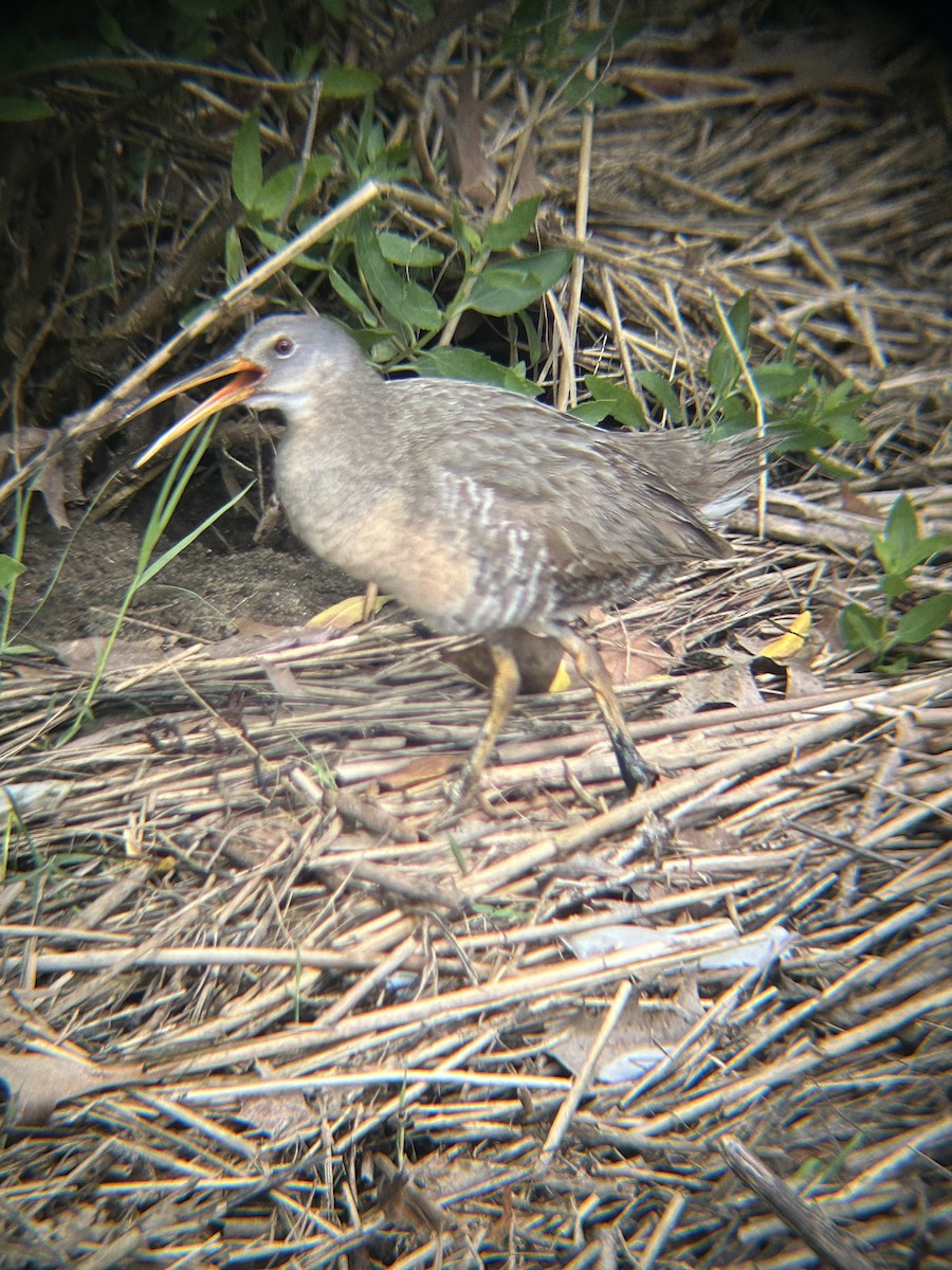 Clapper Rail - Ted Chesnes