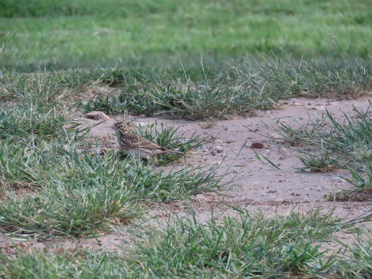 Vesper Sparrow - ML623649434