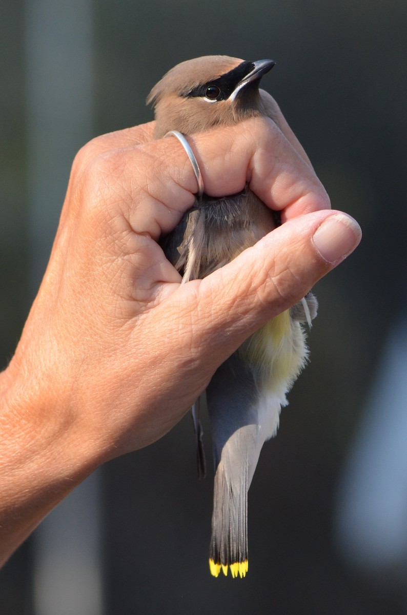 Cedar Waxwing - ML623649438