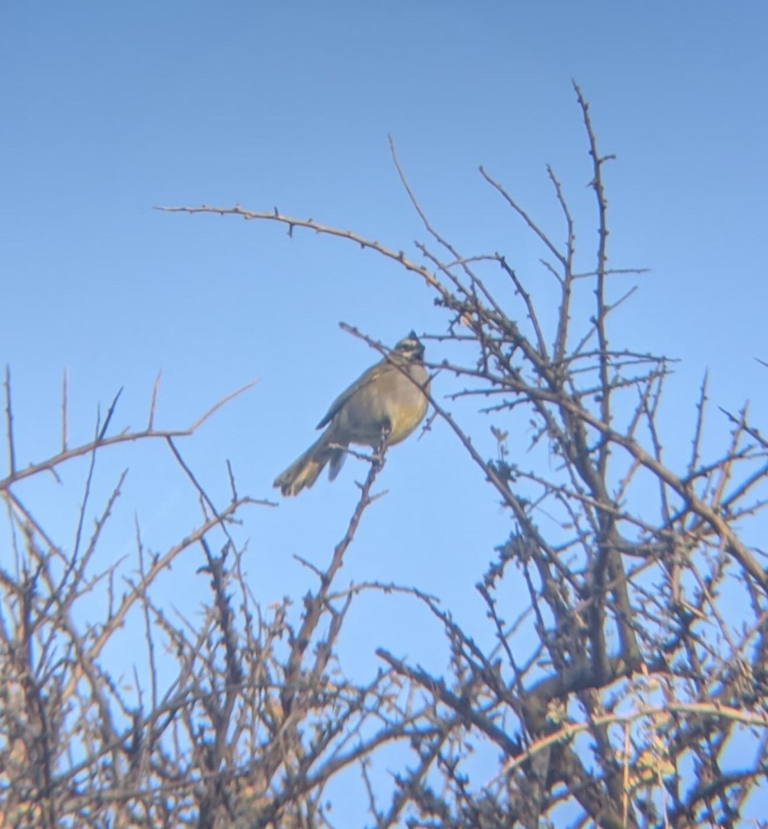 Yellow Cardinal - Joaquín Vazquez