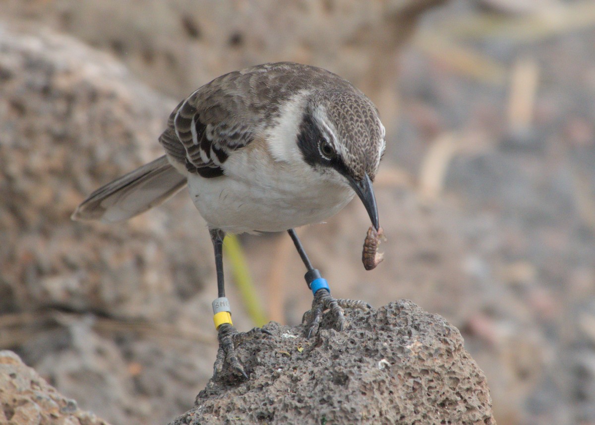 Galapagos Mockingbird - ML623649472