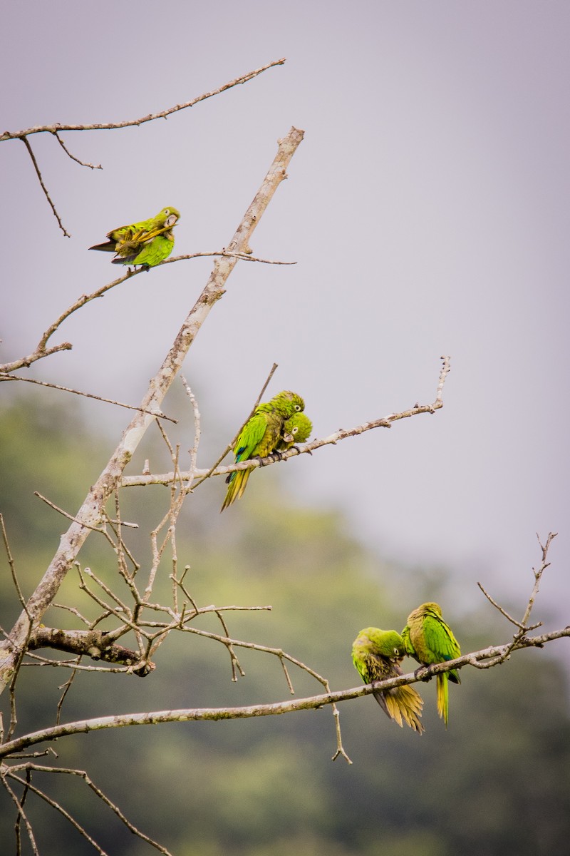 Olive-throated Parakeet (Aztec) - ML623649473