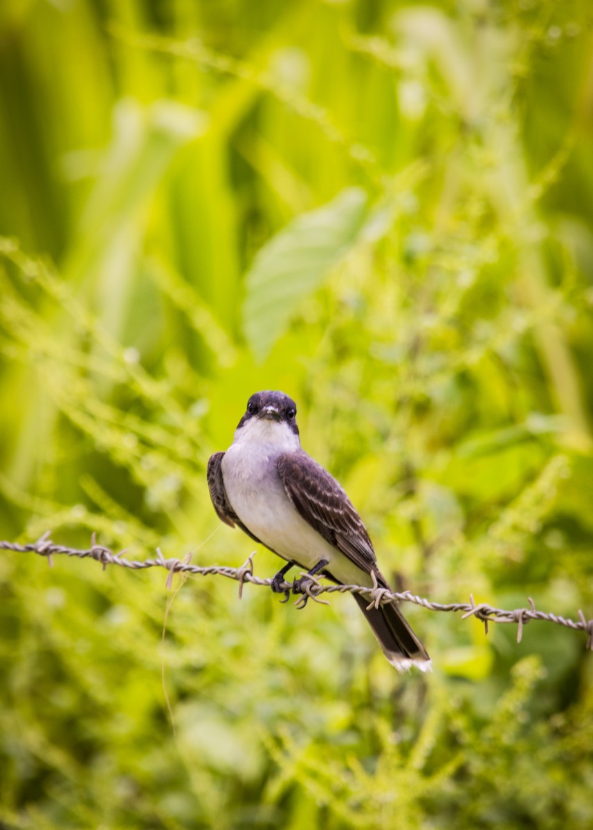 Eastern Kingbird - ML623649491