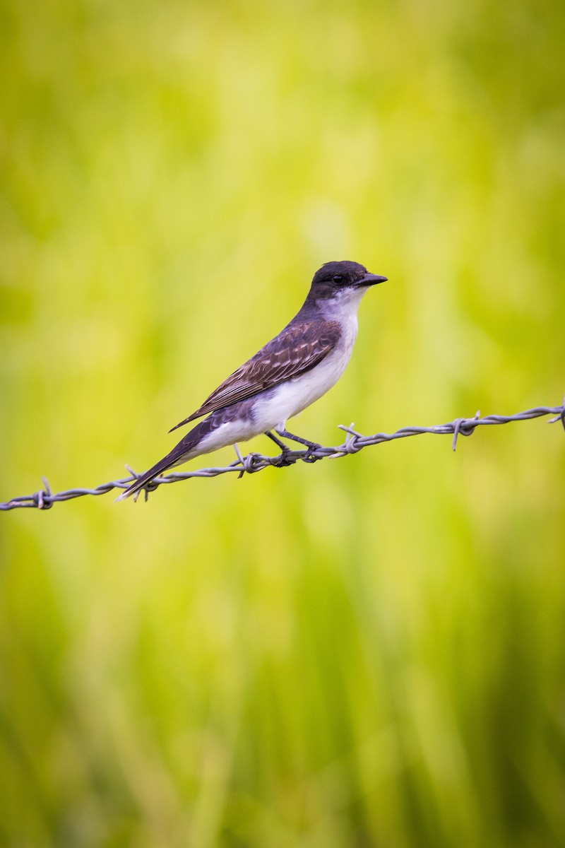 Eastern Kingbird - ML623649493