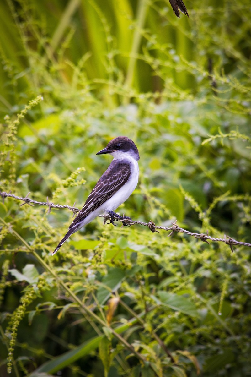 Eastern Kingbird - ML623649494