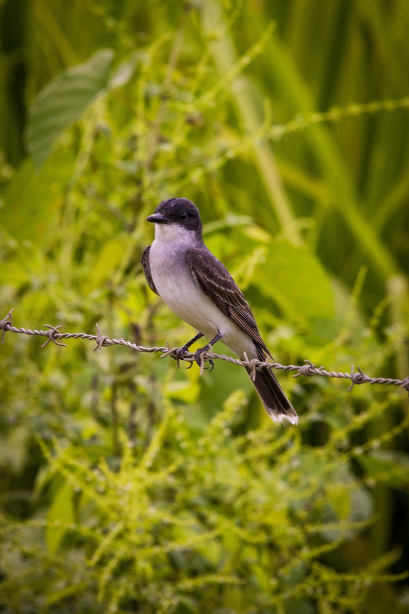 Eastern Kingbird - ML623649495