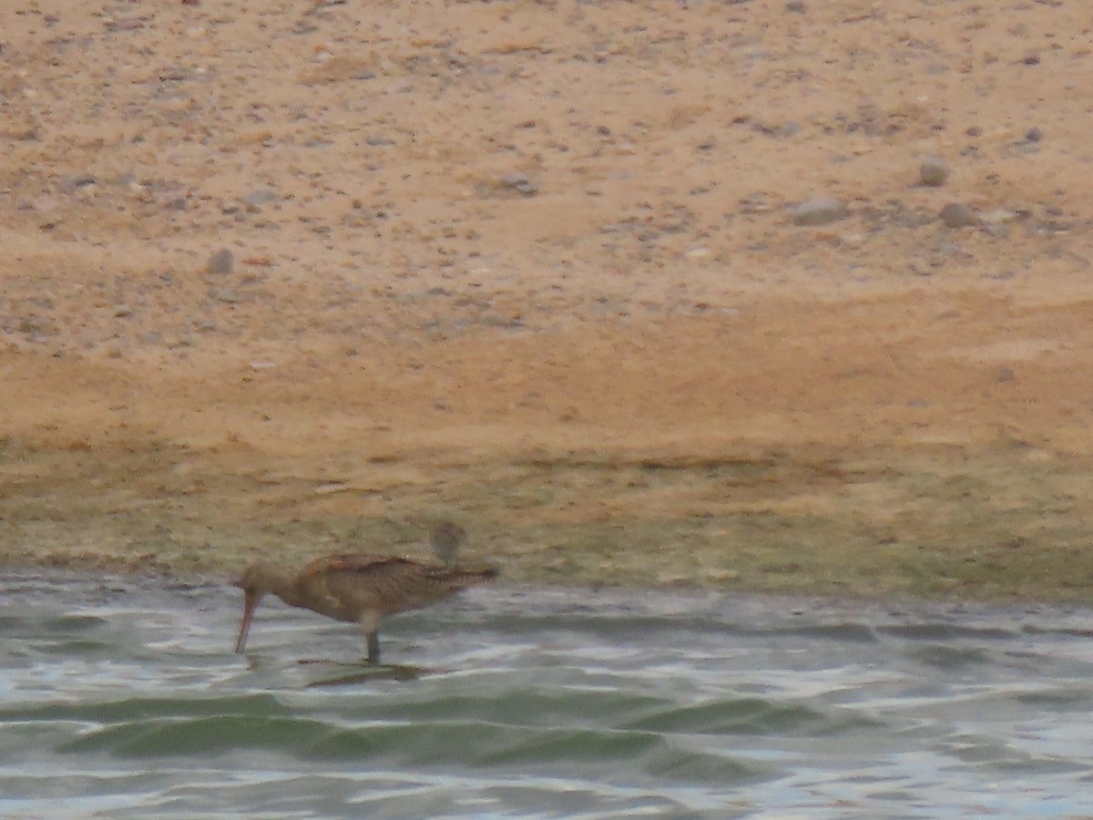 Marbled Godwit - ML623649509