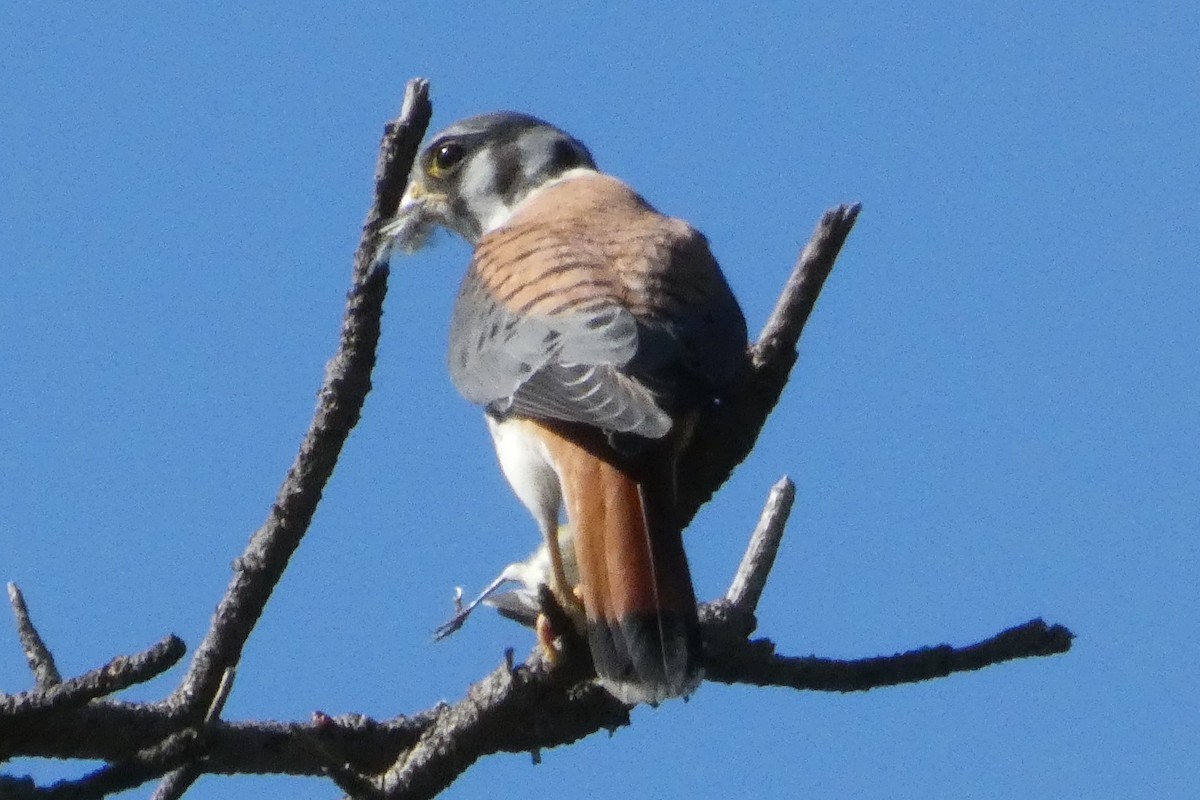 American Kestrel - ML623649510