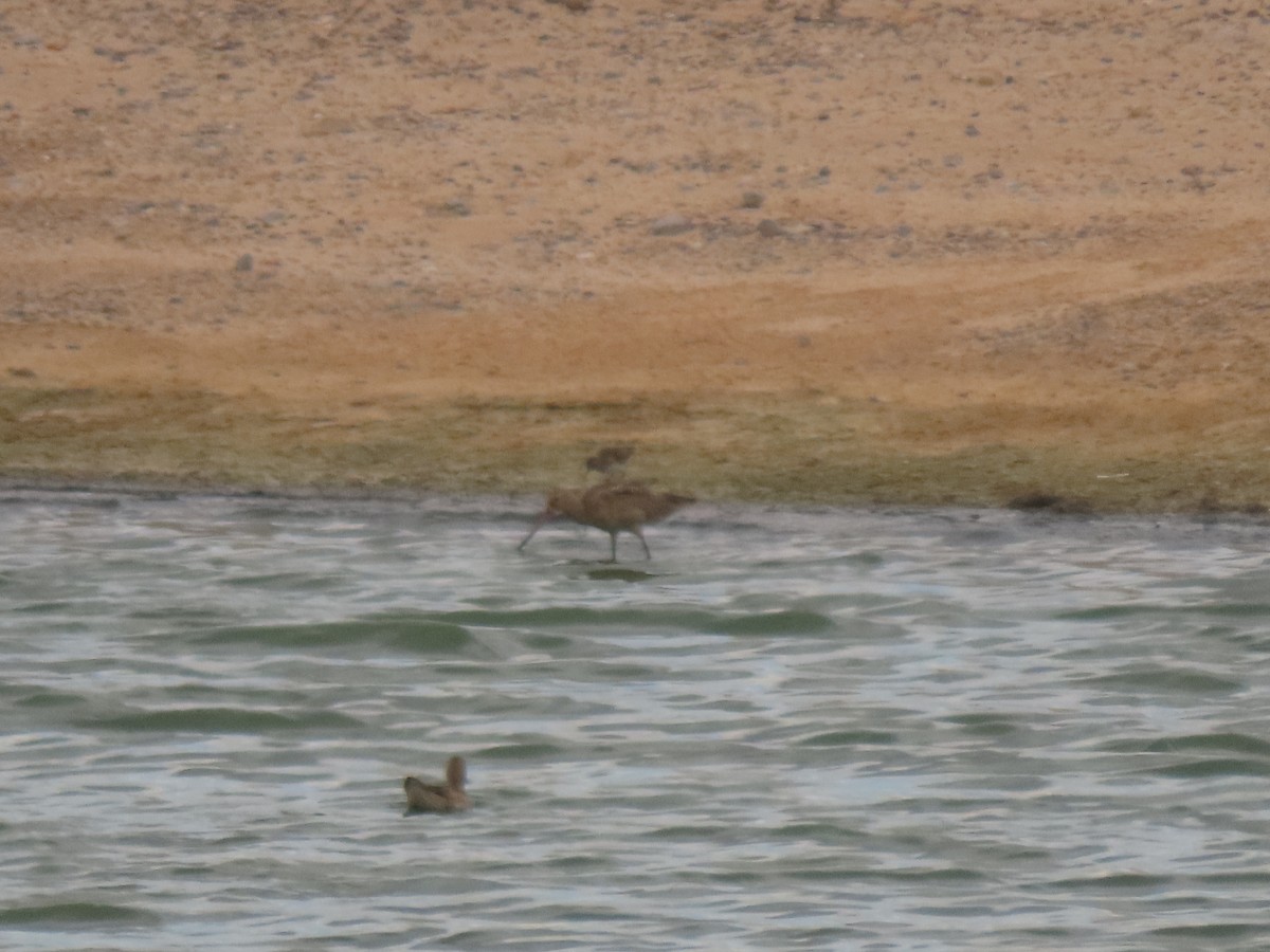 Marbled Godwit - ML623649512