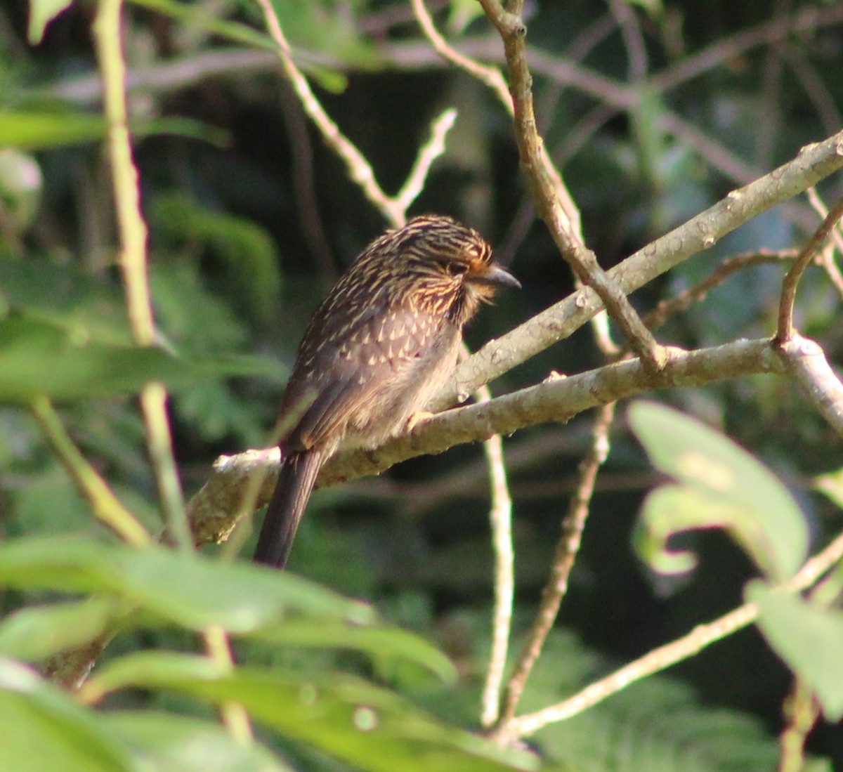 Crescent-chested Puffbird (Greater) - ML623649526