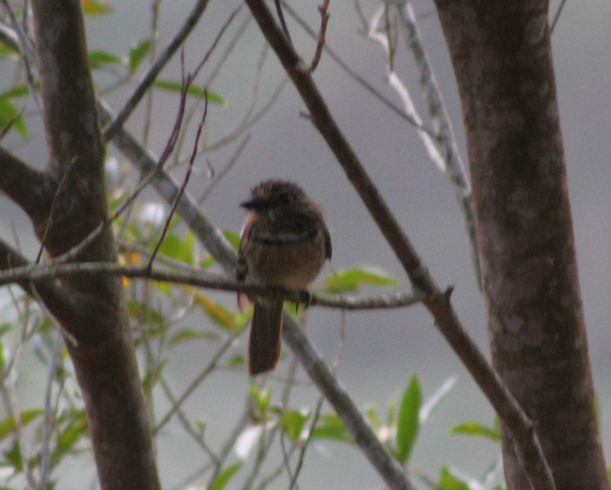 Crescent-chested Puffbird (Greater) - ML623649527