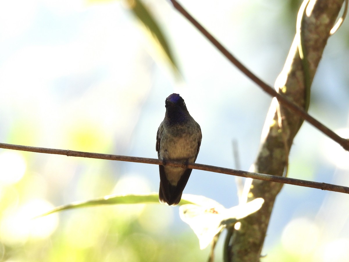 Colibrí Cabeciazul - ML623649531