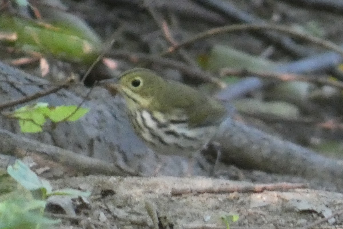 Ovenbird - ML623649533