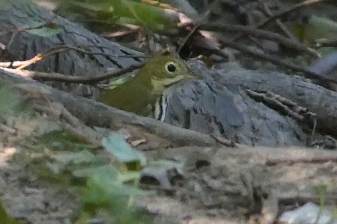 Ovenbird - ML623649535