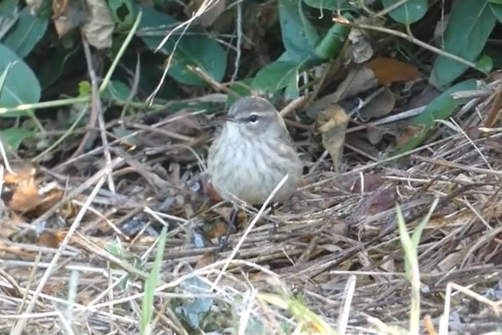 Palm Warbler - ML623649543