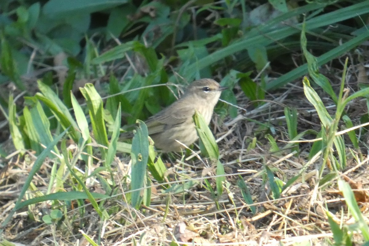 Palm Warbler - ML623649544