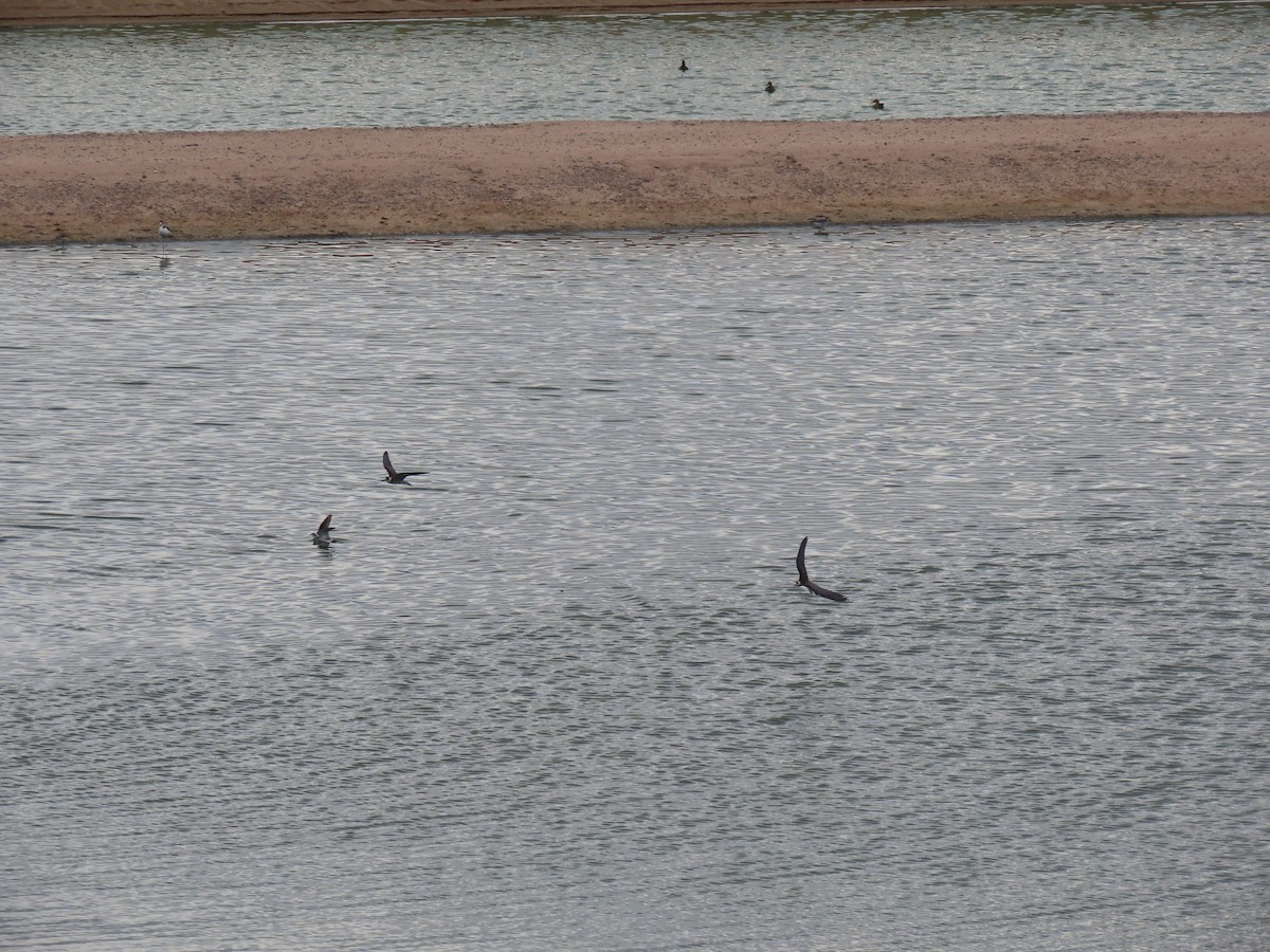 Black Tern - ML623649553