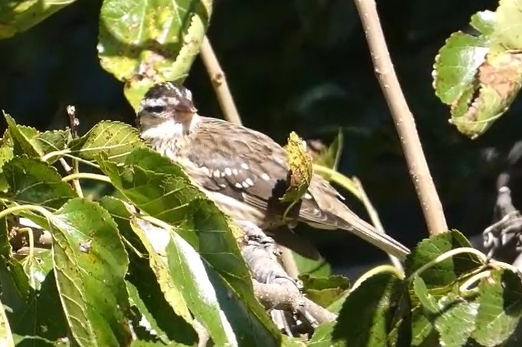 Rose-breasted Grosbeak - ML623649556