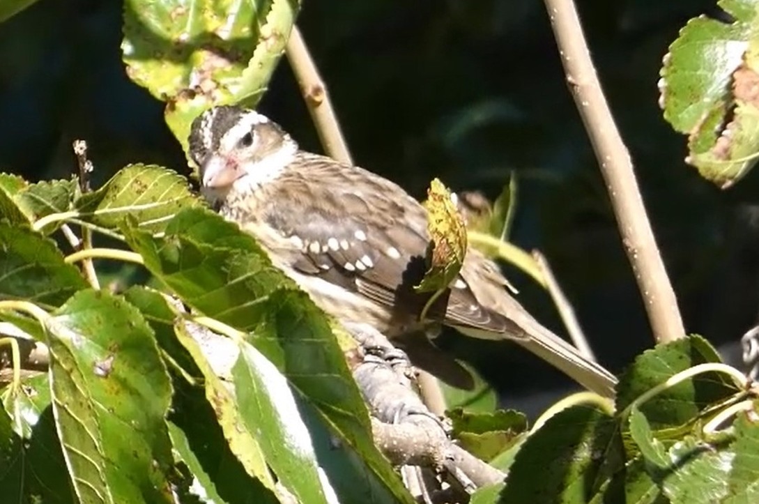 Rose-breasted Grosbeak - ML623649557