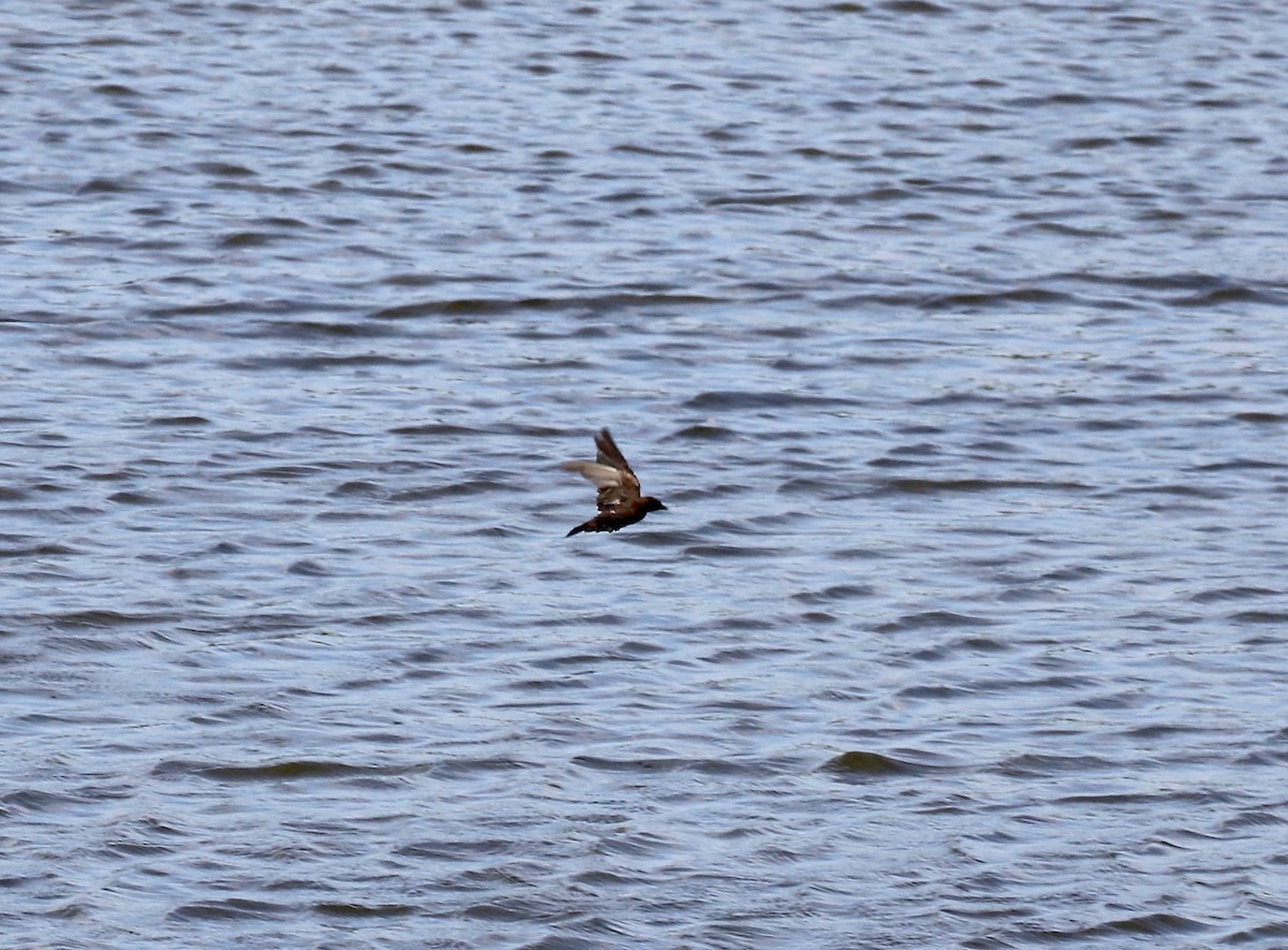 Galapagos Martin - ML623649571