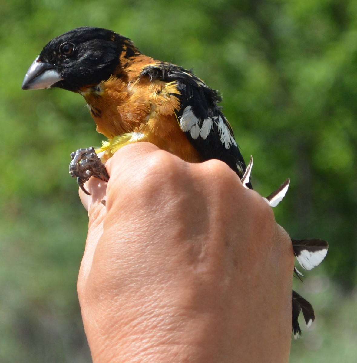 Black-headed Grosbeak - ML623649575