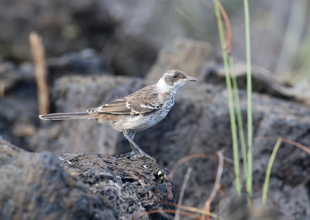 Galapagos Mockingbird - ML623649585