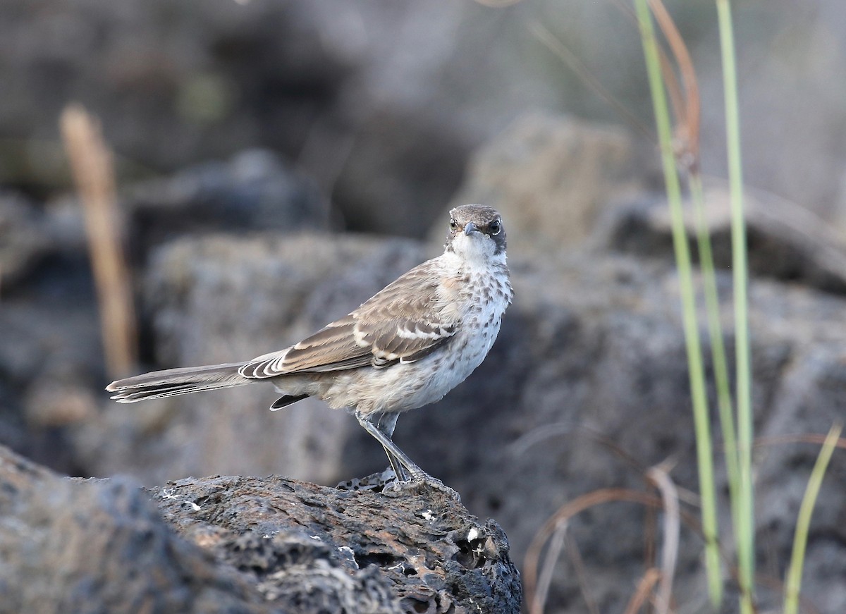 Moqueur des Galapagos - ML623649586